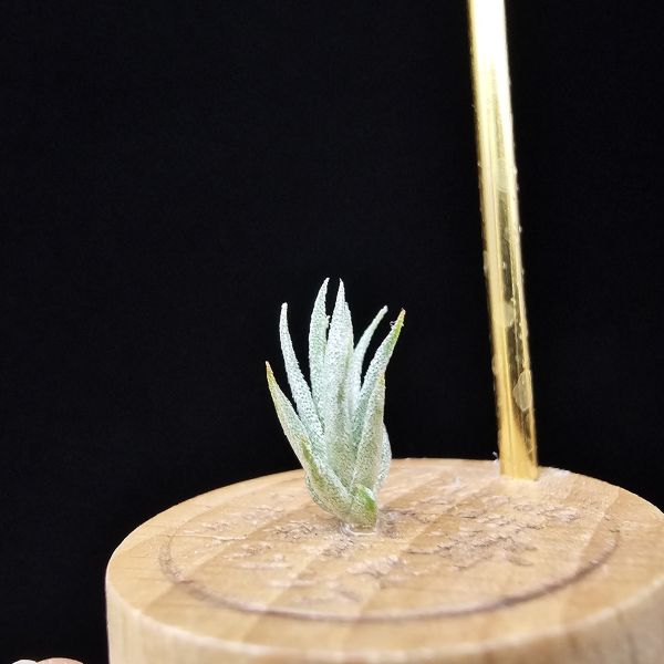 白天鵝×(電捲×犀牛)雨林/Tillandsia barfussii × Blushing Giant(RFI)~圖四較大植株參照！ 