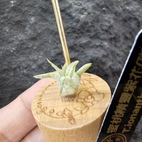 蜜桃小精靈紫花(斑)隨成長斑紋會逐漸明顯/Tillandsia ionantha Peach 