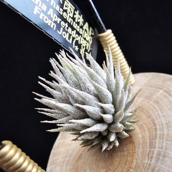 德K榛果×雨林AP(芽養至近成株最少2~3年)/Tillandsia ionantha haselnuss x ionantha Apretado(RFI) 