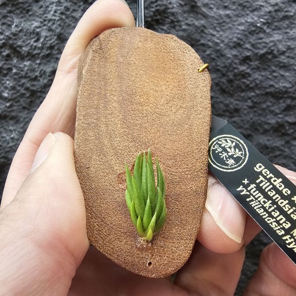 gerdae紫花 × 狐尾馬龍/Tillandsia gerdae × funckiana Marron~紫花原生種交馬龍型狐尾，實生型態特別~ 