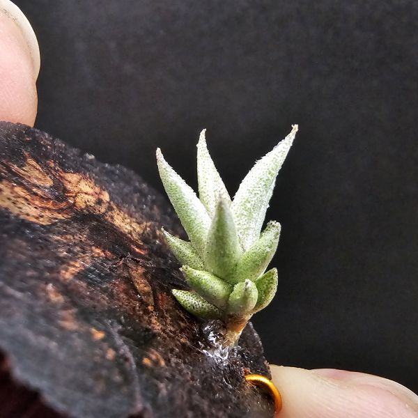 布雷爾利托西斯(M尺寸)/Tillandsia brealitoensis~重油耐用"降真木"板材! 