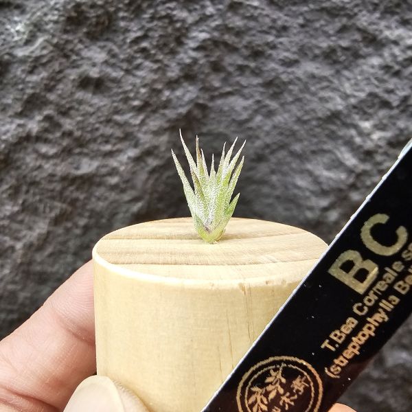 BC實生~會顯色(史蒂夫)/Tillandsia Bea Correale seedling(Steve)~側芽單價高~實生可愛慢慢養~ 