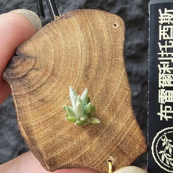 布雷爾利托西斯-實生(隨著成長會持續冒芽叢生)/Tillandsia brealitoensis seedling 