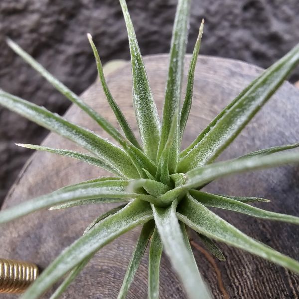 (薄紗×多國)×薄變/Tillandsia(gardneri × stricta) × gardneri var. rupicola(TI) 