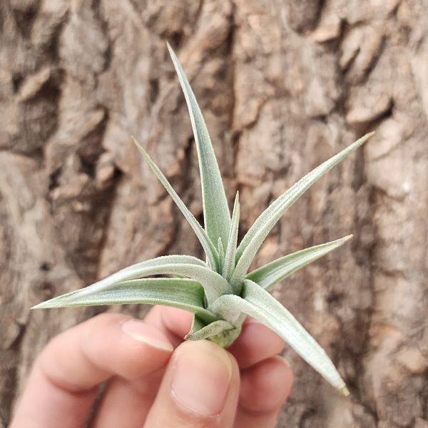 白星/Tillandsia White Star 