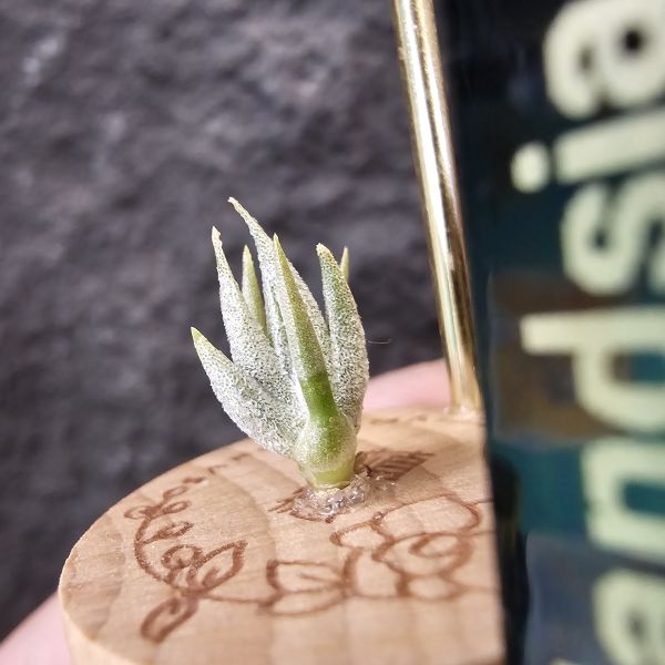 巴拉魚(小屁芽) Tillandsia paraiebensis 