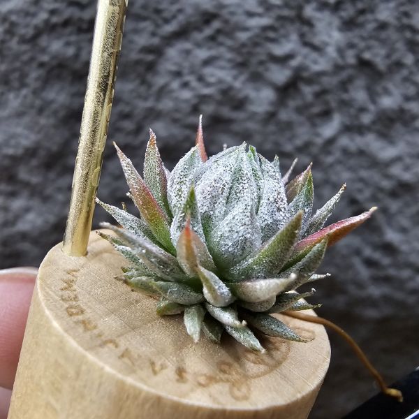 歐洲榛果(特殊)/Tillandsia ionantha Hazelnut (Europe) 