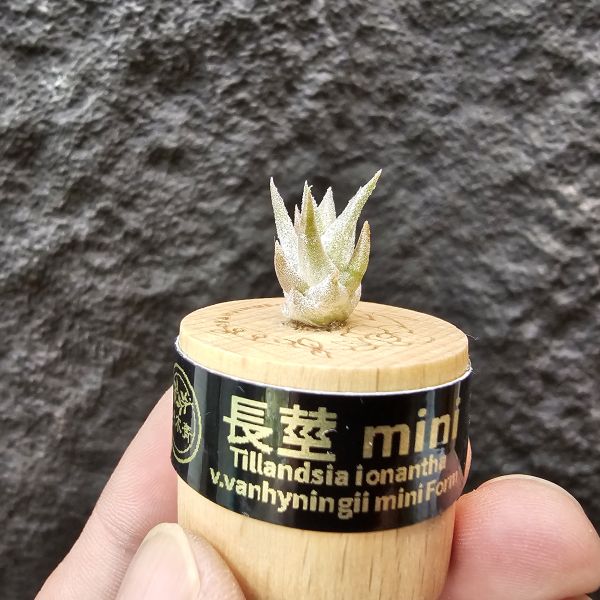 長莖mini/Tillandsia ionantha v. vanhyningii mini Form 