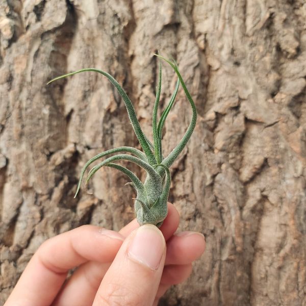 紅小犀牛角/Tillandsia Pruinosa 