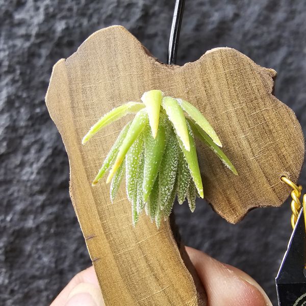 T燒-歐洲/Tillandsia Thiekenii (Europe) 