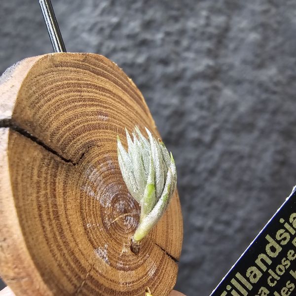 蘿莉閉葉(自然交種)/Tillandsia loliacea close Form(bryoides hybrid) 