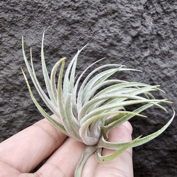 蘇黎世/Tillandsia sucrei 