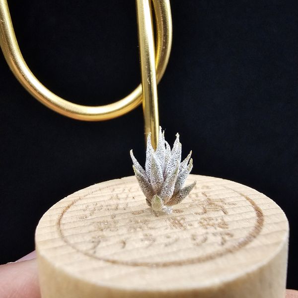 德K榛果×雨林AP(S)/Tillandsia ionantha haselnuss x ionantha Apretado(RFI) 