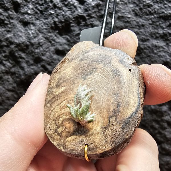 Muhriae~法國原生種/Tillandsia Muhriae(Europe) 