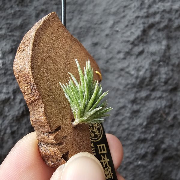 日本第一~小小型、易叢生/Tillandsia Neglecta 