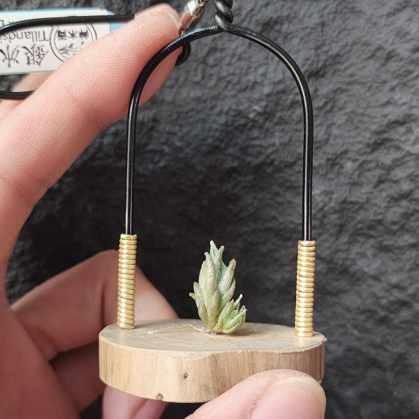 銀冰×樂透1帶1芽/Tillandsia Chiletensis × Lotteae 