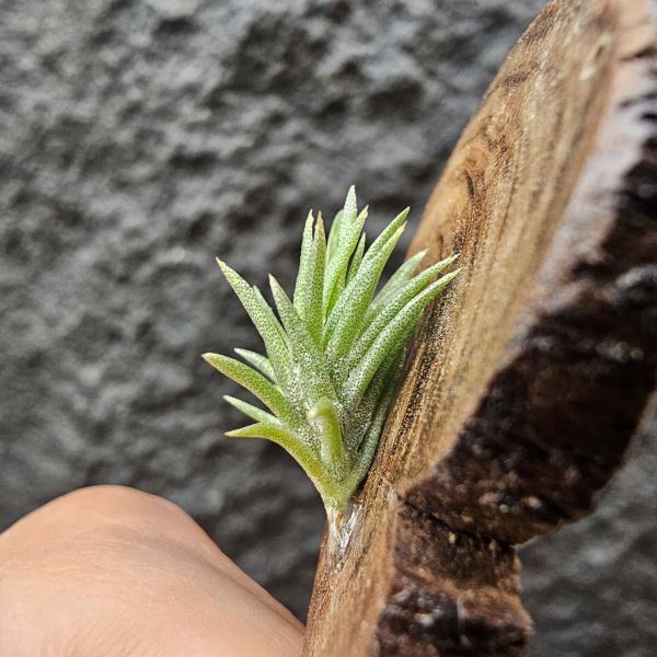 日本第一(小型)/Tillandsia neglecta 