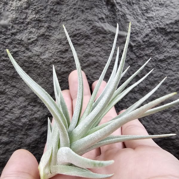 雷卡維芙莉亞(美美的芽)/Tillandsia recurvifolia 'leon' 