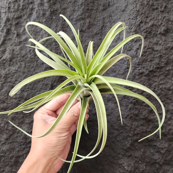 電捲燙×滷肉/Tillandsia Streptophylla × Novakii 