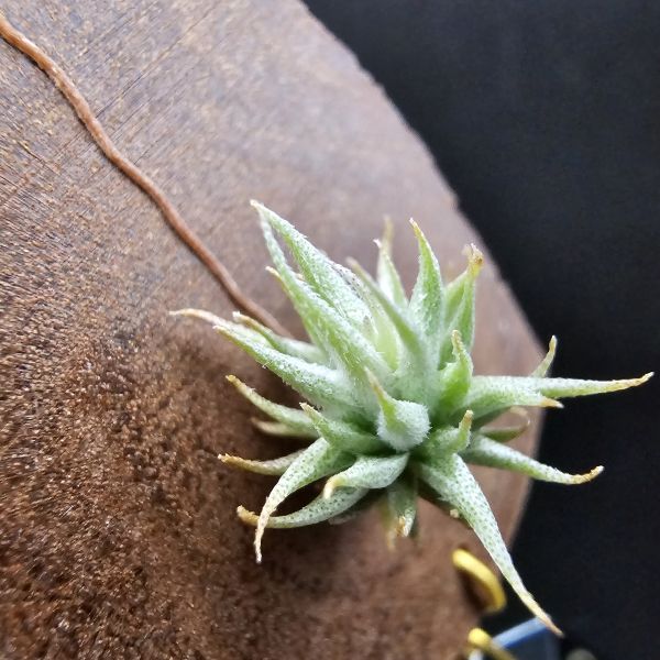 歐洲蘿莉(密葉)/Tillandsia loliacea compact form(Europe)~圖五母株參考！ 