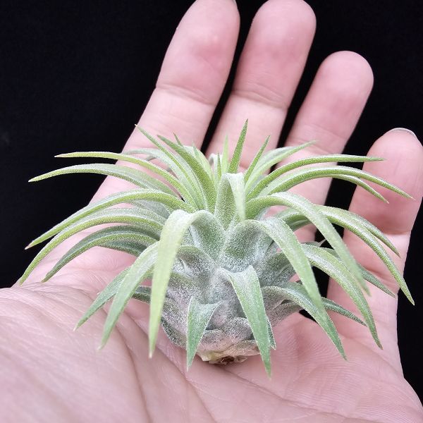 刺蝟小精靈(肥肥芽)/Tillandsia ionantha 'Hedgehog' 