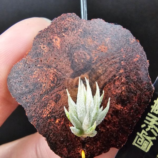 歐洲蘿莉/Tillandsia loliacea(Europe) 