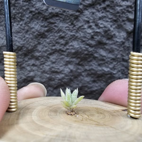 長莖小型 × 金字塔/Tillandsia ionantha v. vanhyningii Small Form × ionantha Pyramid 