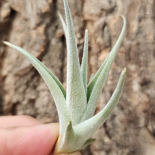 橘色花/Tillandsia Recurvifolia 