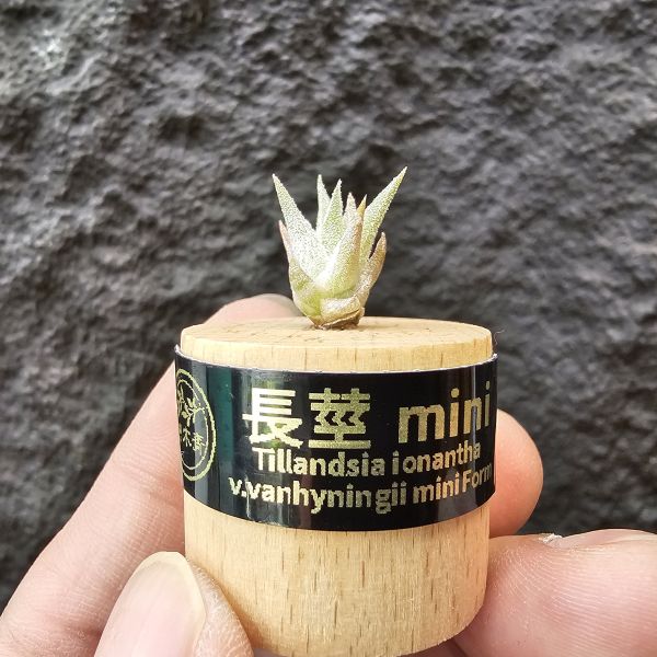 長莖mini/Tillandsia ionantha v. vanhyningii mini Form 