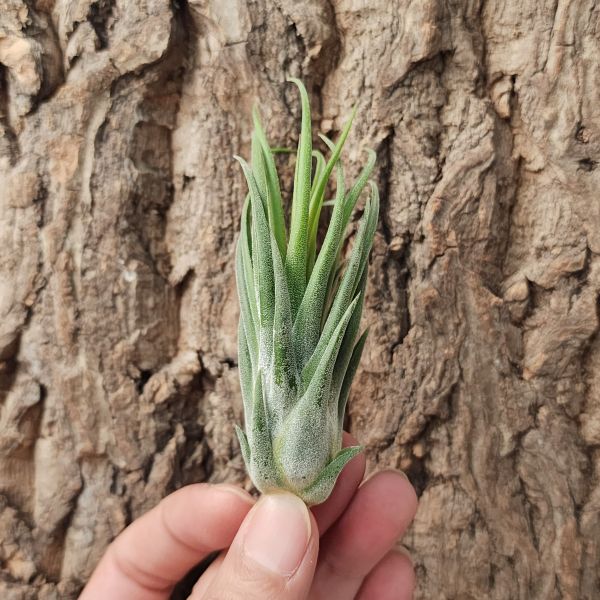 蒂娜帕爾/Tillandsia Tina Parr 