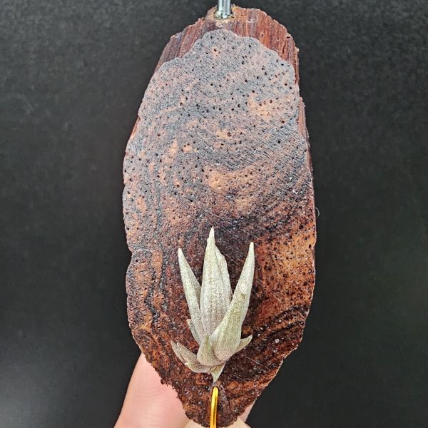 小海螺(帶一芽)/Tillandsia Peiranoi Red~重油耐用"降真木"板材 