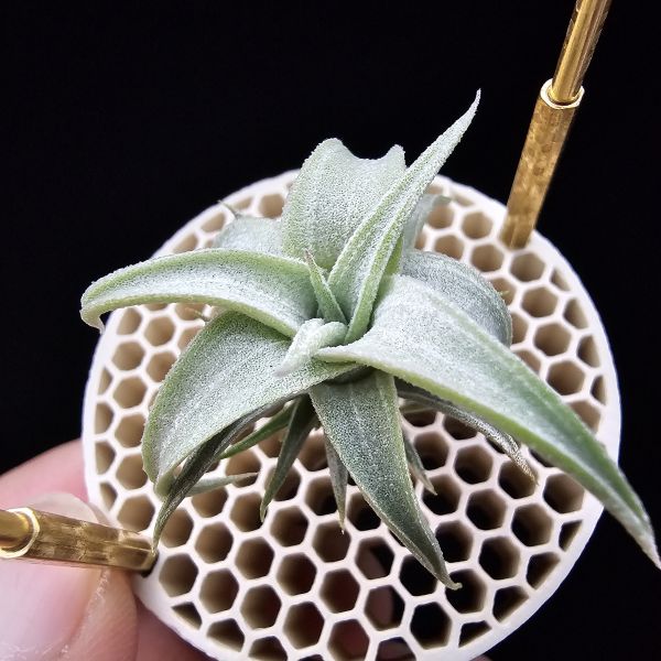 白天鵝×電捲燙貝里斯/Tillandsia barfussii × streptophylla Belize 