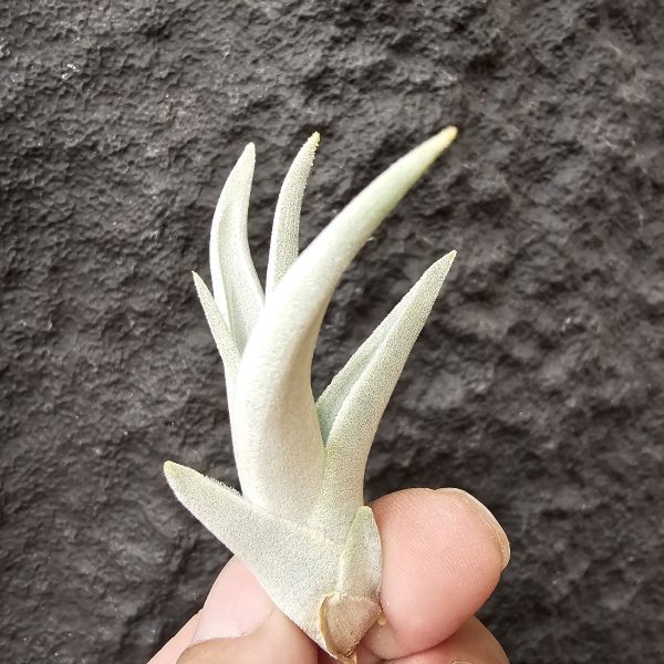 拉美拉/Tillandsia ramellae 