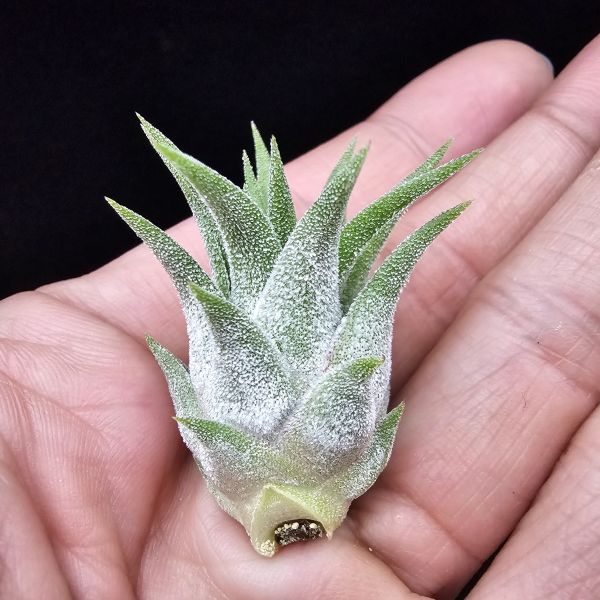 New~小精靈V.多國花(雨林) × 長莖/Tillandsia ionantha v. stricta(RFI) × ionantha v. van-hyningii~有葫身、厚實質感毛，圖四為成株參照。 
