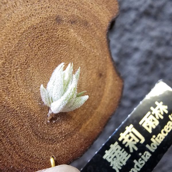 雨林蘿莉/Tillandsia loliacea(RFI) 