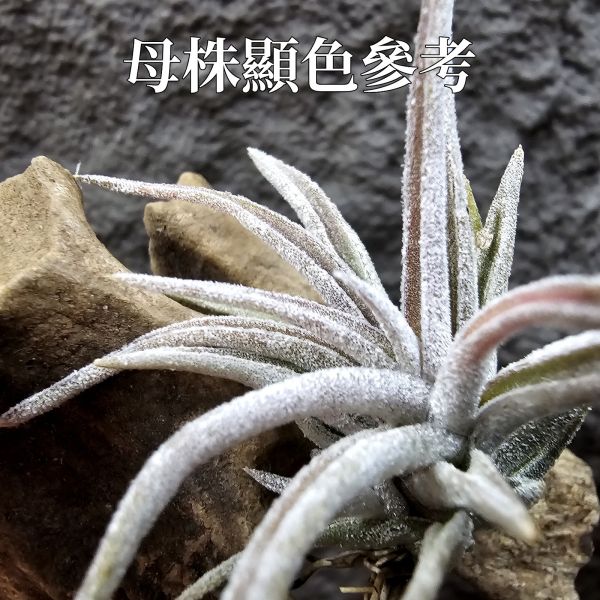 滷肉×子彈/Tillandsia novakii × mitlaensis~圖四、五參考母株顯色 