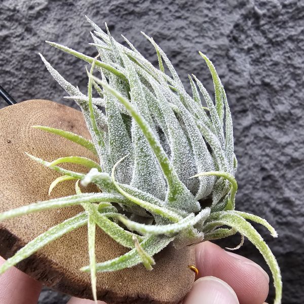 S燒(L)/Tillandsia sprengeliana(Europe) 