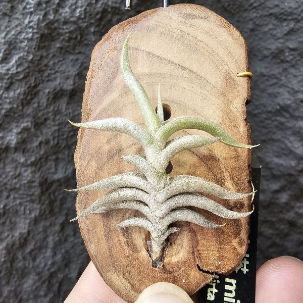 赫塔minor(上木尺寸較大)/Tillandsia Hirta minor~與一般尺寸的赫塔magio差別為minor的成株尺寸小一半、葉片較肥短~ 
