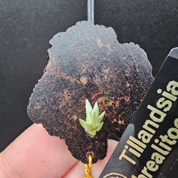 布雷爾利托西斯(SS尺寸)/Tillandsia brealitoensis~重油耐用"降真木"板材! 