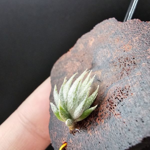 歐洲蘿莉/Tillandsia loliacea(Europe) 