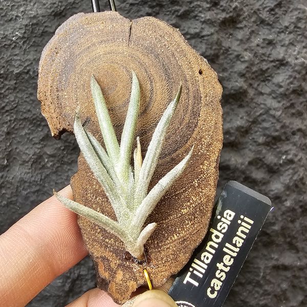 卡斯塔拉米(成株尺寸)/Tillandsia castellanii(Argentina)~阿根廷原生種，黃色瓣狀花，圖四可參考叢生型態 