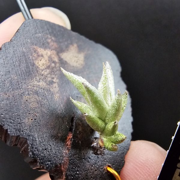 布雷爾利托西斯(M尺寸)/Tillandsia brealitoensis~重油耐用"降真木"板材! 