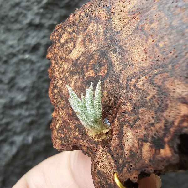 B燒(正版B台產芽)Tillandsia Brachyphylla (Brazil) 