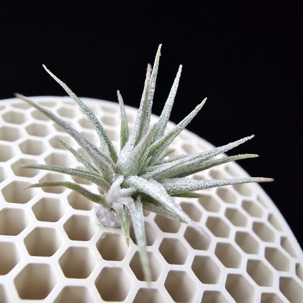 金屬K燒×終極薄紗(巴西野採！)/Tillandsia kautskyi × chapeuensis var. turriformis(Brazil)~金屬質感的K燒，與老玩家都很清楚難養的'巴西野採終薄'交種！圖六較大植株參照！ 
