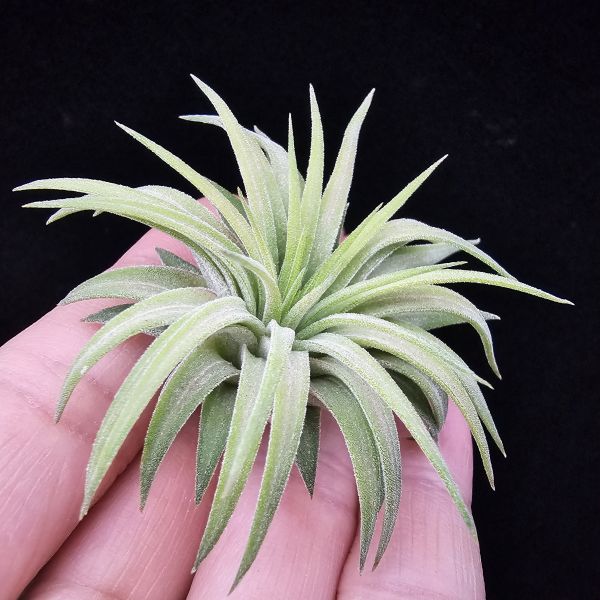 刺蝟小精靈/Tillandsia ionantha 'Hedgehog' 