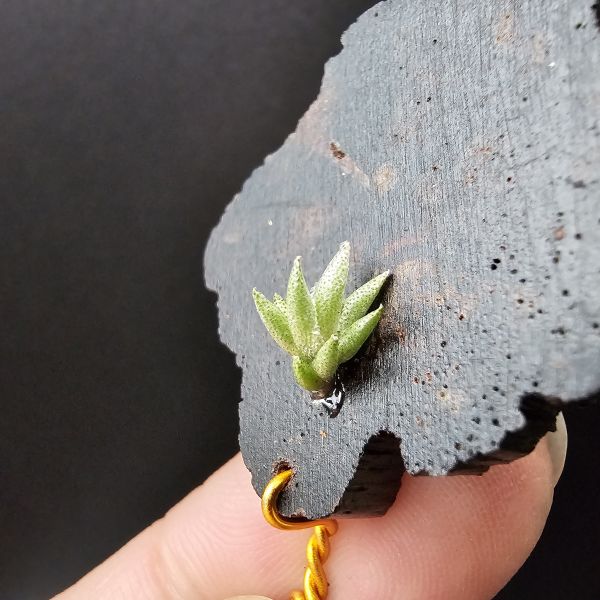 布雷爾利托西斯(SS尺寸)/Tillandsia brealitoensis~重油耐用"降真木"板材! 
