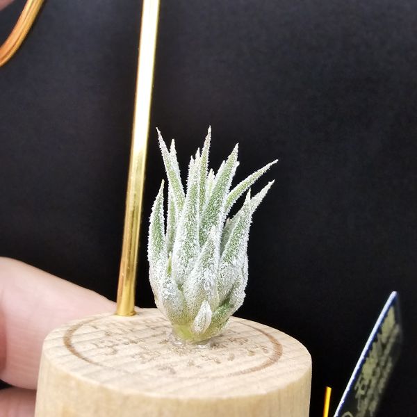 天鵝絨小精靈/Tillandsia ionantha Tall Velvet 