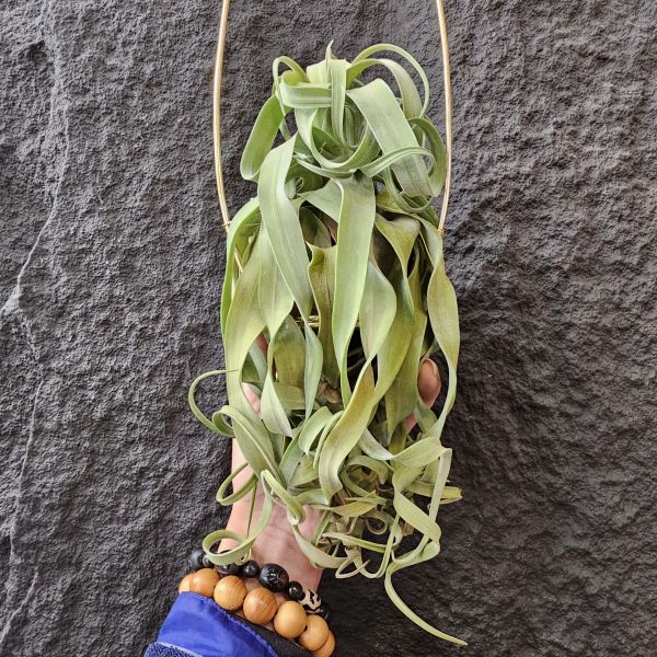 長葉電捲(不含吊架)/Tillandsia streptophylla~露養植株多少有正常耗葉!完美主義請勿下單! 