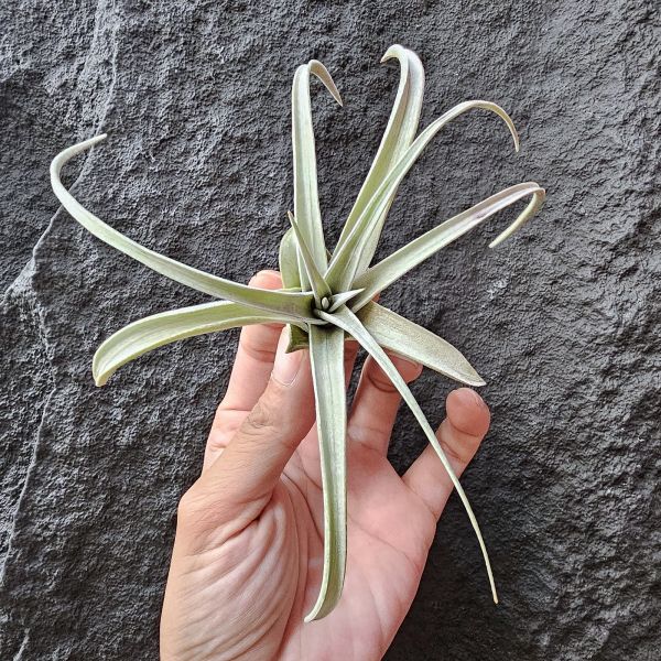 翼龍/Tillandsia Wight Dragon(exserta × chiapensis) 