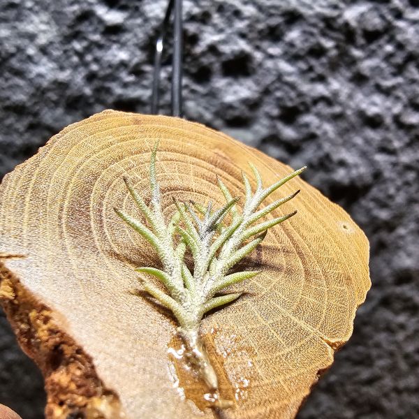 卡畢拉瑞斯-小型/Tillandsia capillaris~一款型態感覺上整齊對生、會生長較長型的卡畢、多叢生可參考圖三 